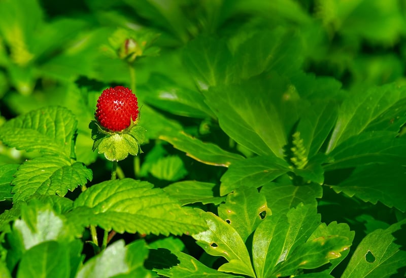 Planting a Garden